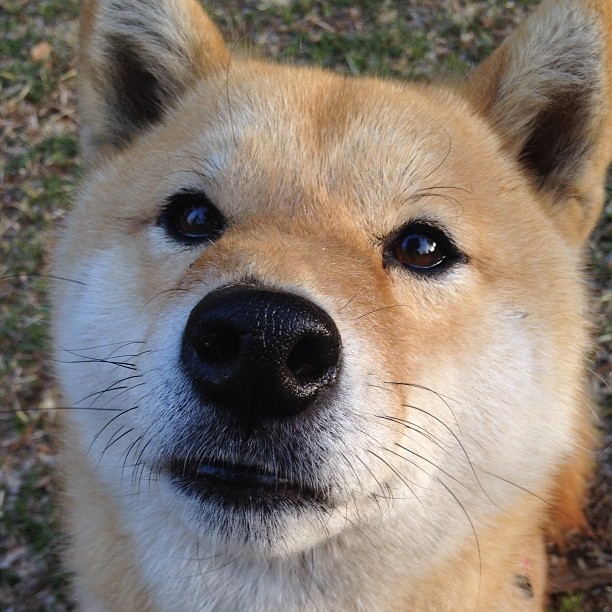 掘金持续登顶西部主场无敌,掘金西部决赛