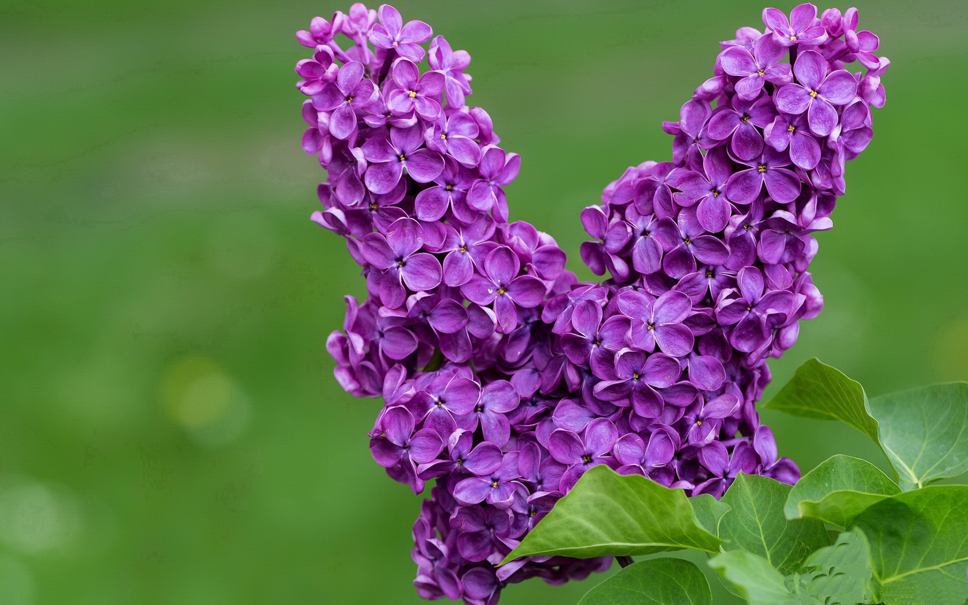 福建男篮不敌北京首钢,遭遇困境,福建男篮复赛胜北控