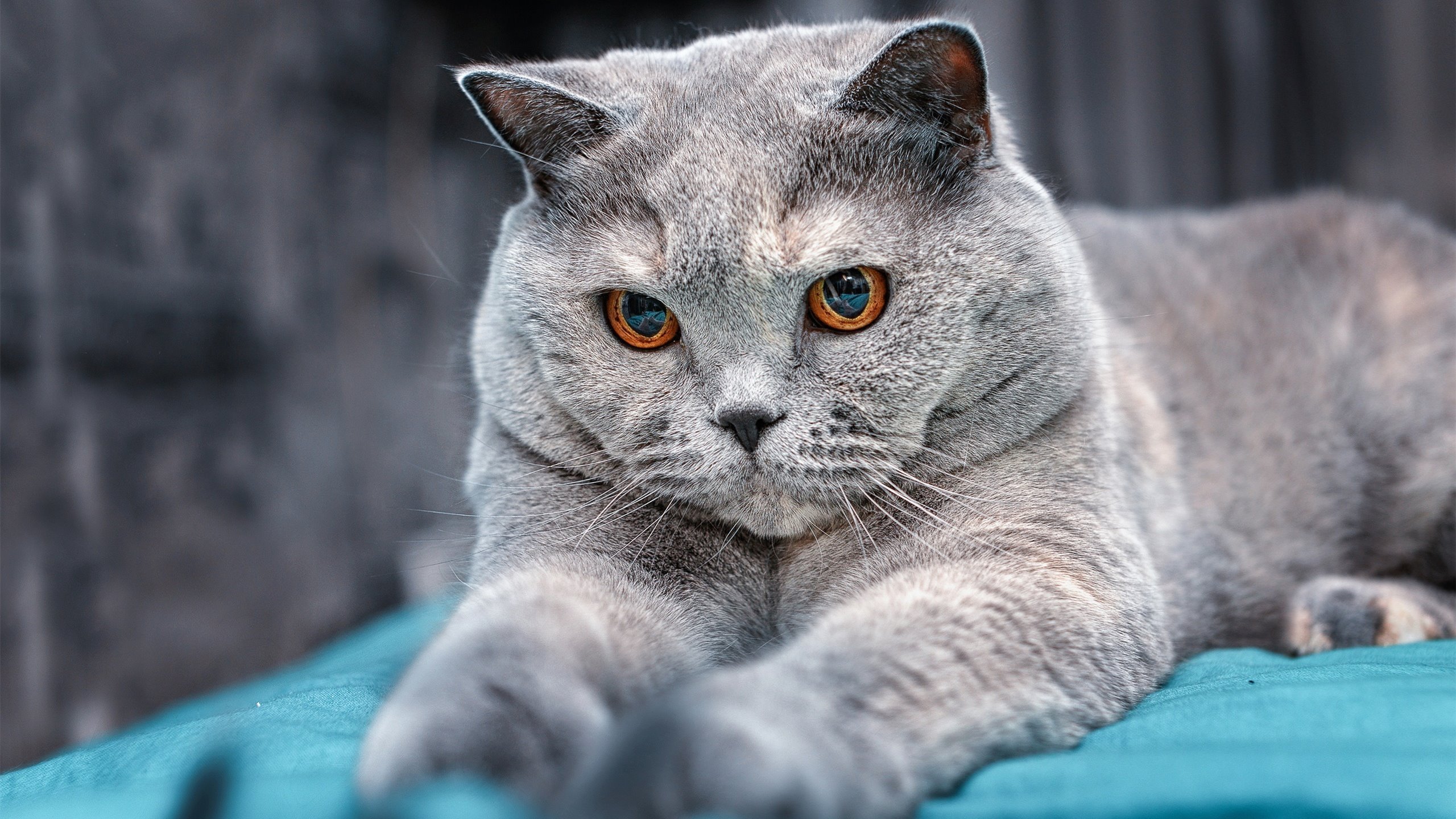 爱游戏app下载-腾讯电竞赛事影响力持续提升，腾讯电竞会