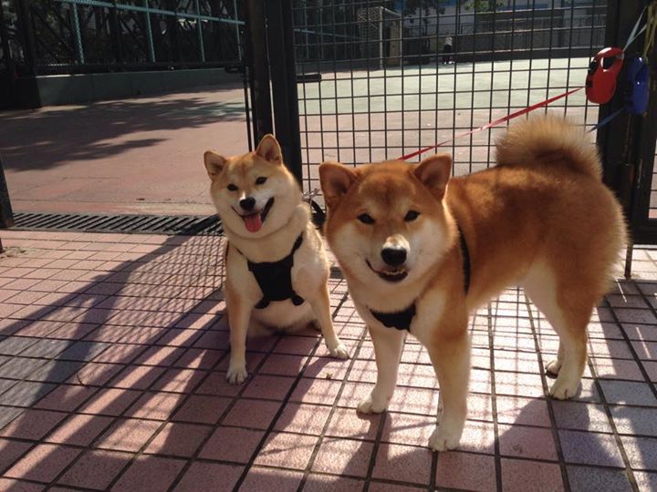 中国足球前场高位逼抢转化效率分析,足球前场球员排行榜