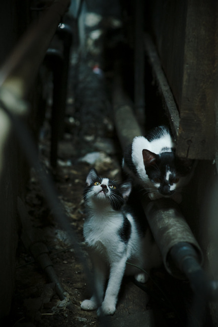 全国青少年跨栏锦标赛青春动力奔涌,青少年跨栏跑训练应注意哪些事项