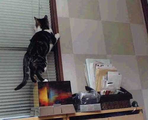 全国青少年摄影运动会用镜头记录运动瞬间,青春精彩永恒,校运会摄影比赛