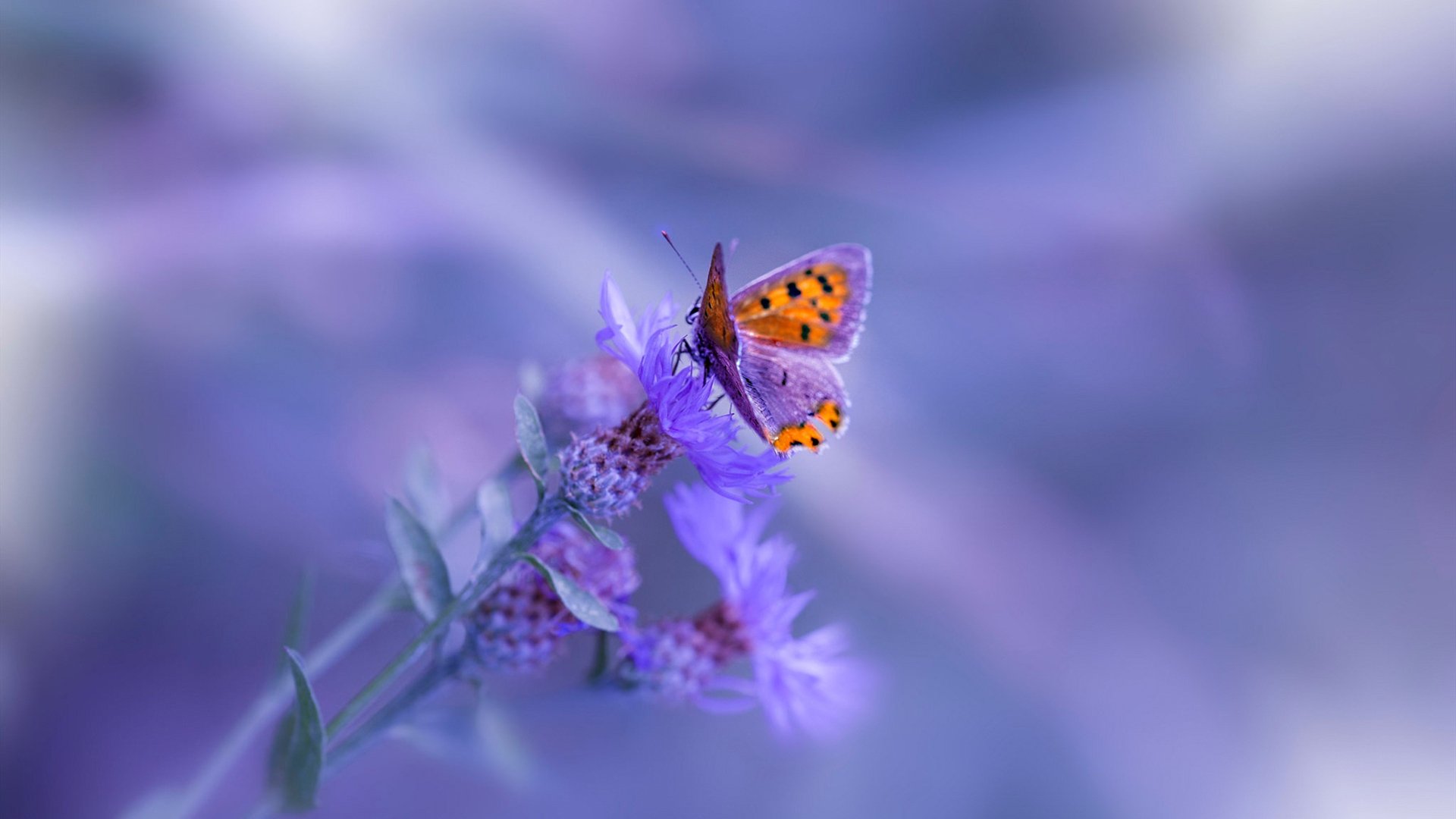 智能穿戴设备在体育训练中的数据分析,智能穿戴监测设备