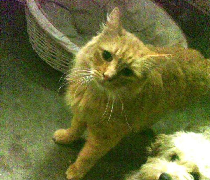 智能穿戴设备在体育训练中的数据分析,智能穿戴监测设备