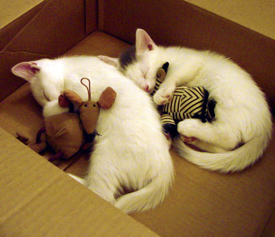 联赛节奏分析:谁的比赛节奏最快、最精彩?,联赛赛程怎么排