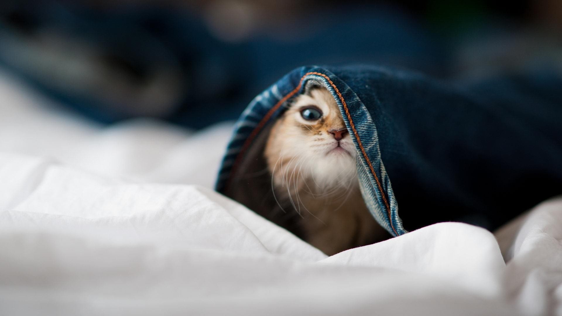 青少年体育行为模式及干预策略研究,青少年体育现状