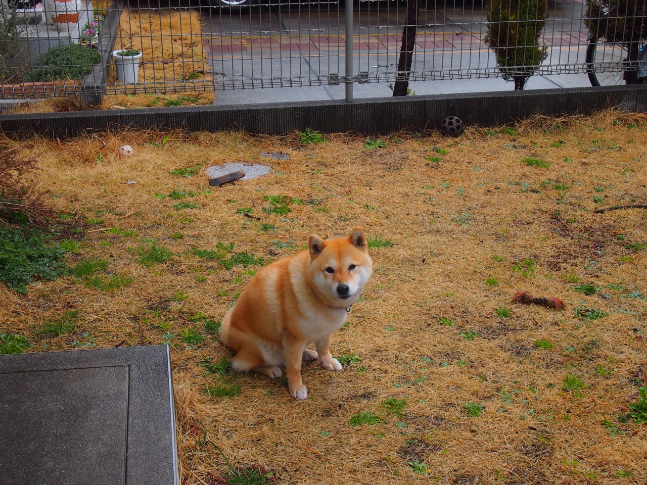 2024年印度队表现:全力拼搏,创造历史的关键时刻,2104年印度