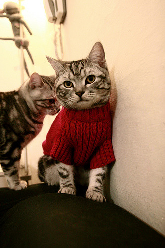 爱游戏在线登录入口-Chinese Taipei乒乓战术揭秘：以防守反击为核心，台湾报道乒乓球