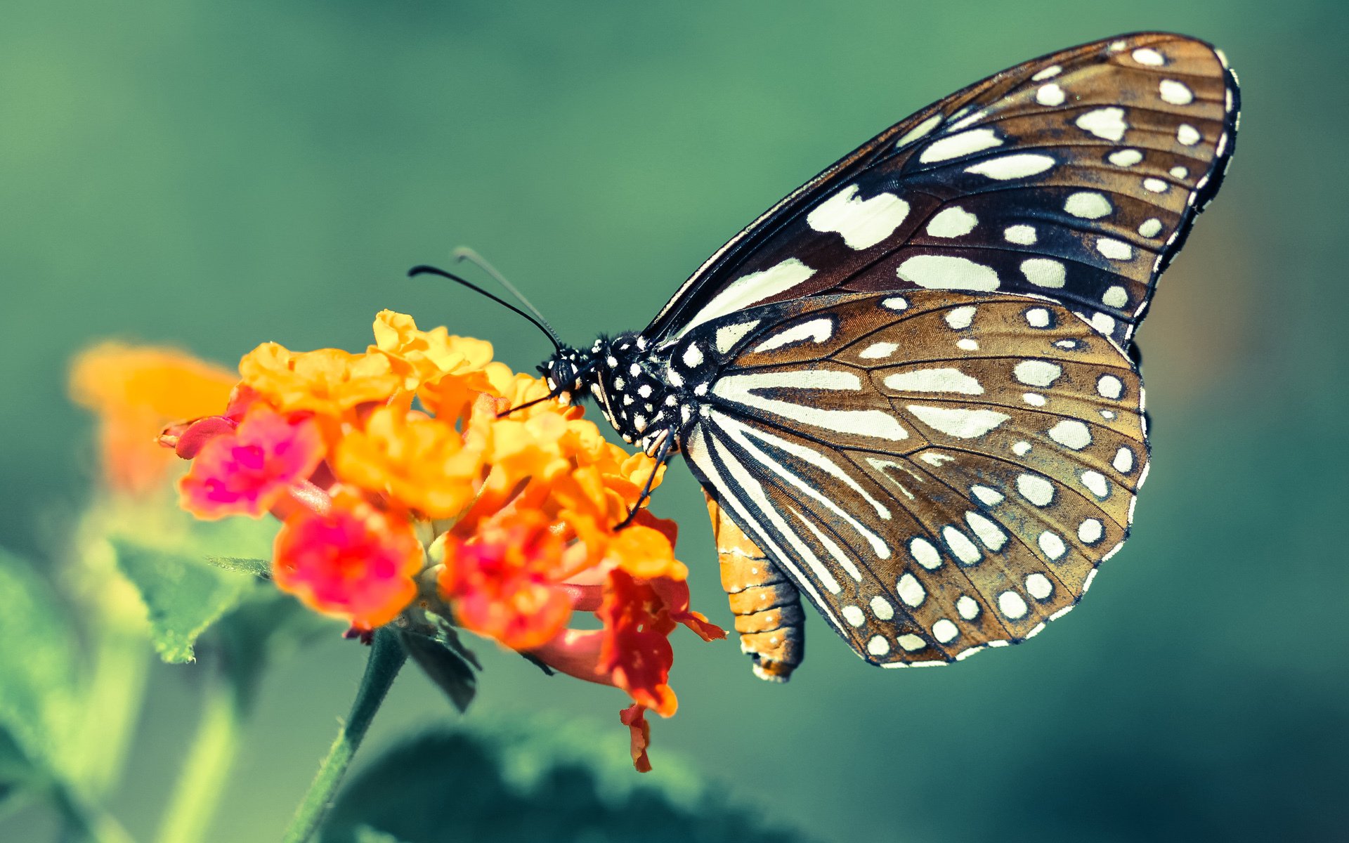 爱游戏体育app-国家队核心位置缺乏长期培养计划，国家队核心竞争力