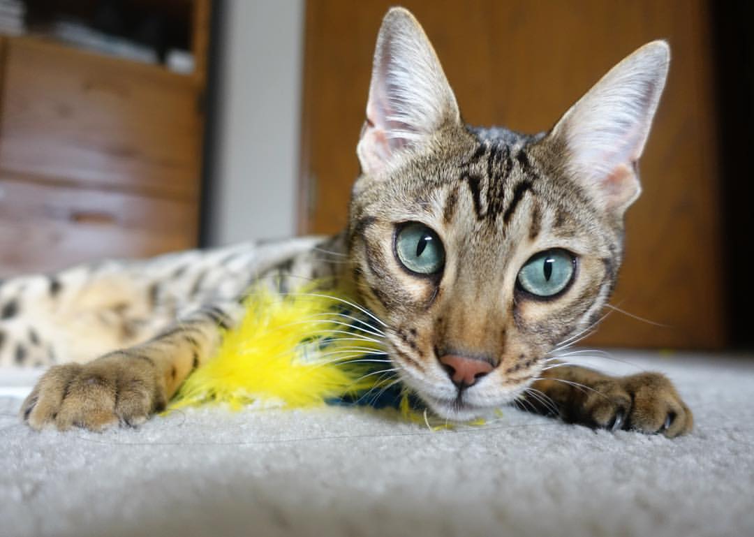 国际乒联混合团体世界杯:中国香港队如何与世界强队对抗,香港队乒乓球比赛