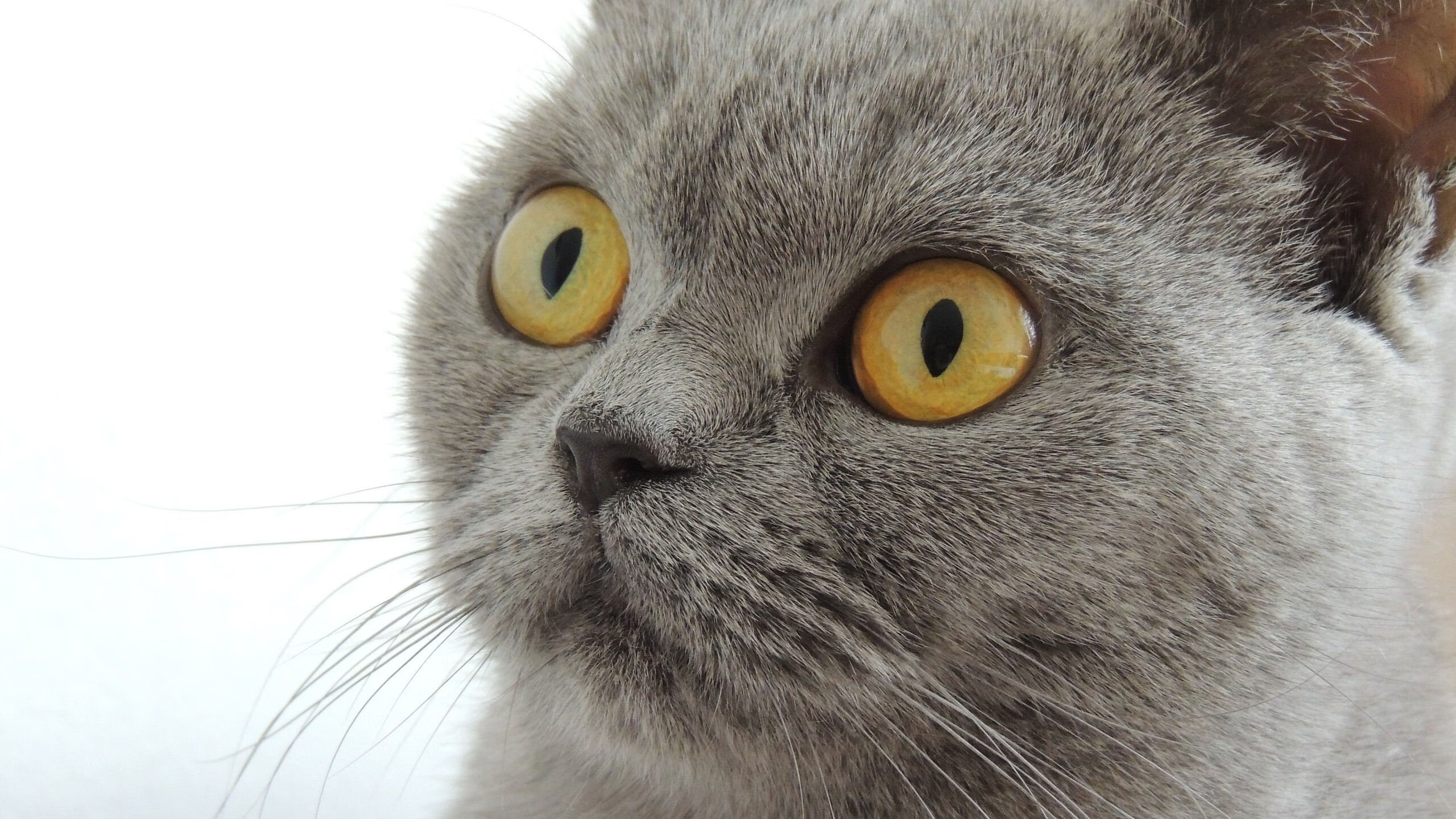 外援政策是否制约本土球员成长空间,外援新规