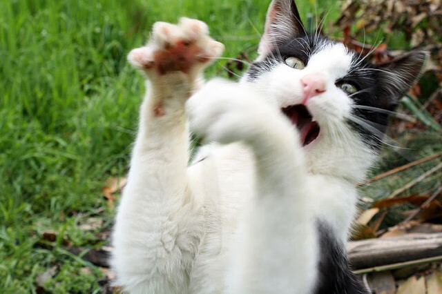 年轻化升级计划推动拜仁战力提升,拜仁青训小将