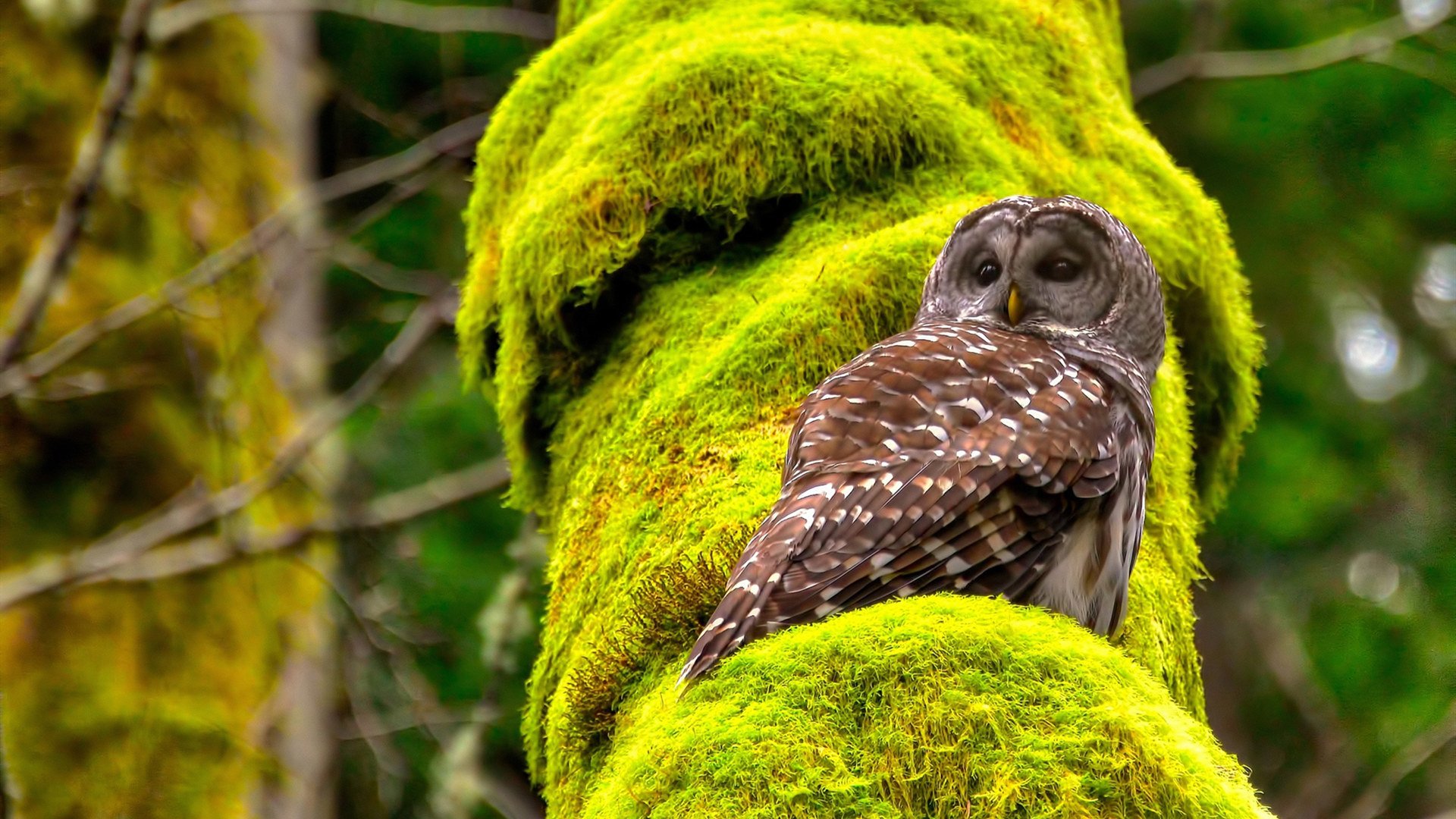 AYX GAMING-杨瀚森入选国家队核心阵容迎接挑战，杨瀚儒简介