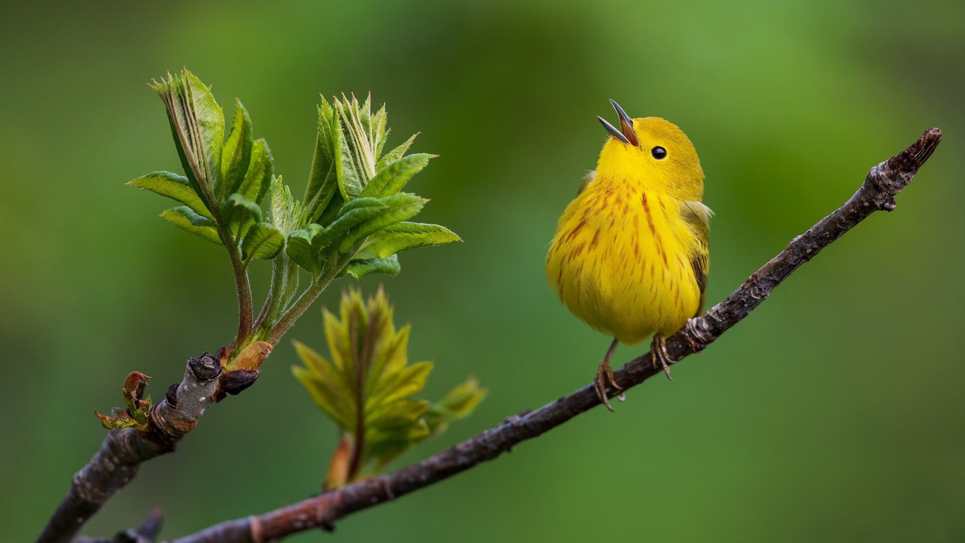 “马丁·高尔西的领袖气质与防守技巧,成就美洲狮队未来”