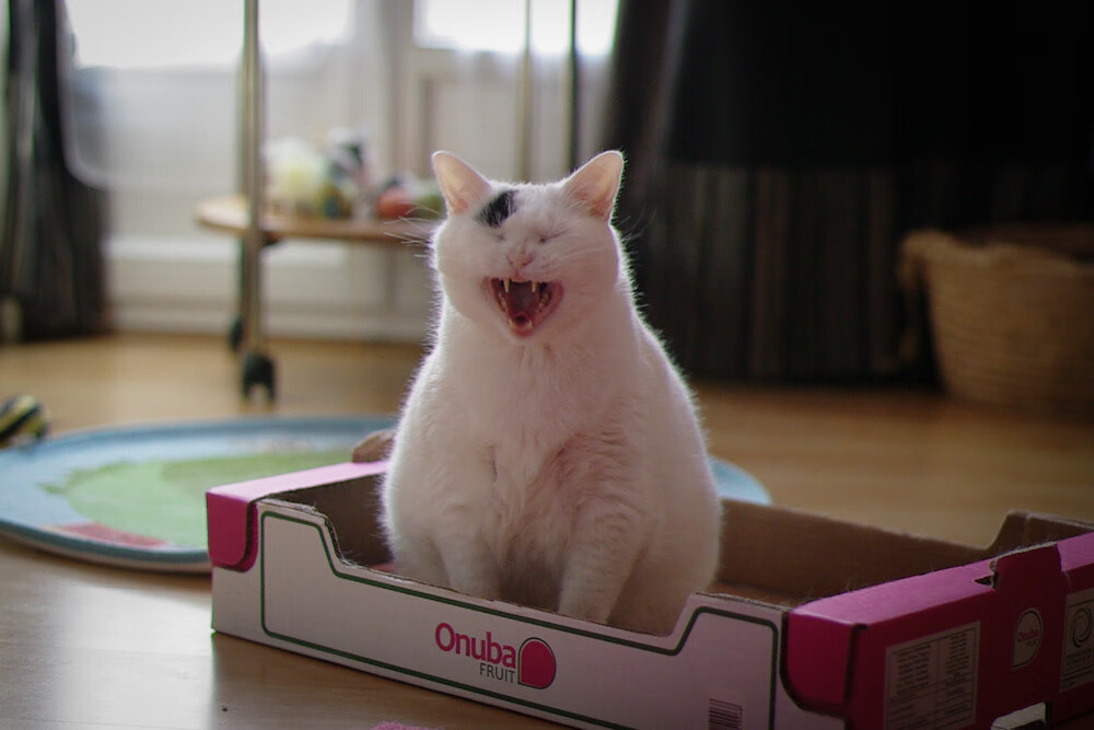 张雨霏用水下摄像辅助动作纠正，张雨霏泳镜