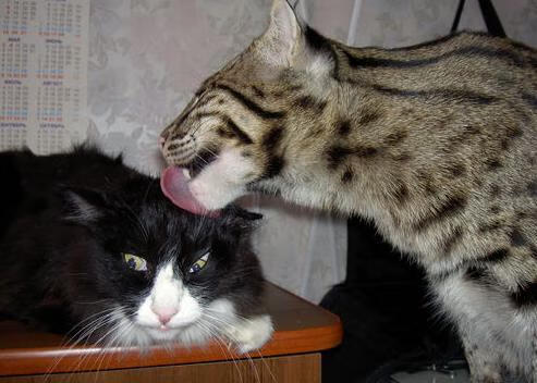 意甲组织艺术:策略与技巧全方位展现!,意甲系派