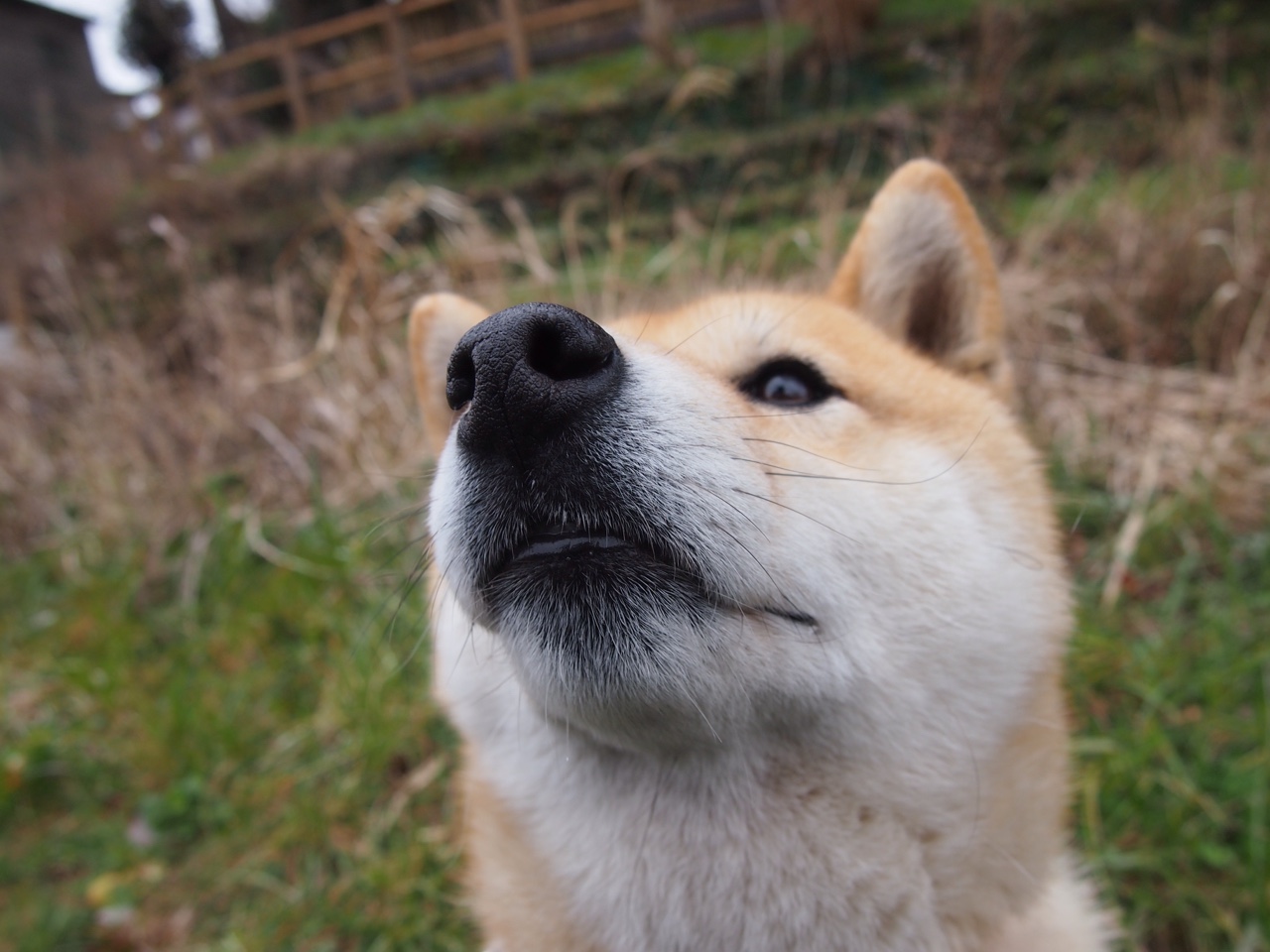 美洲杯明星闪耀:个人能力点燃绿茵激情!,美洲杯人气