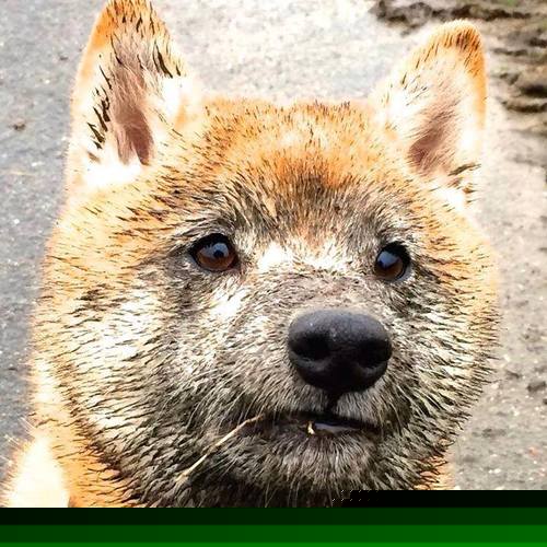 英超豪门竞争激烈，冠军悬念升级